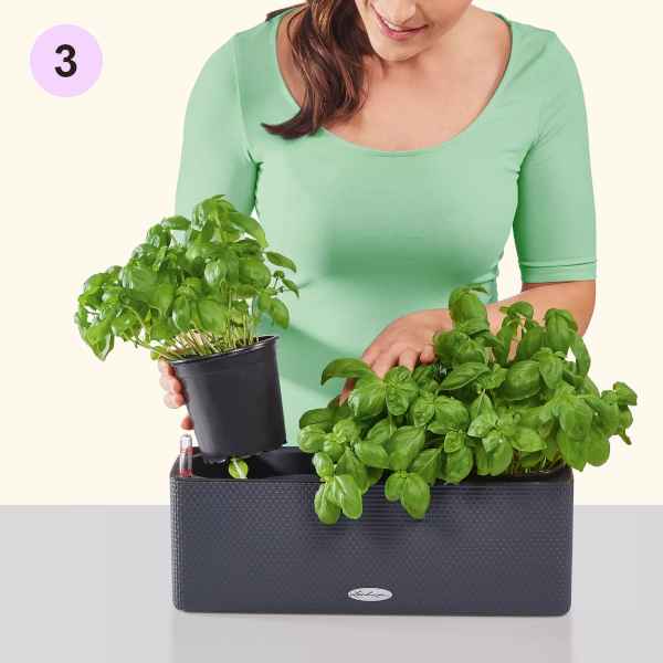 The Pot is Placed in the Planter Liner